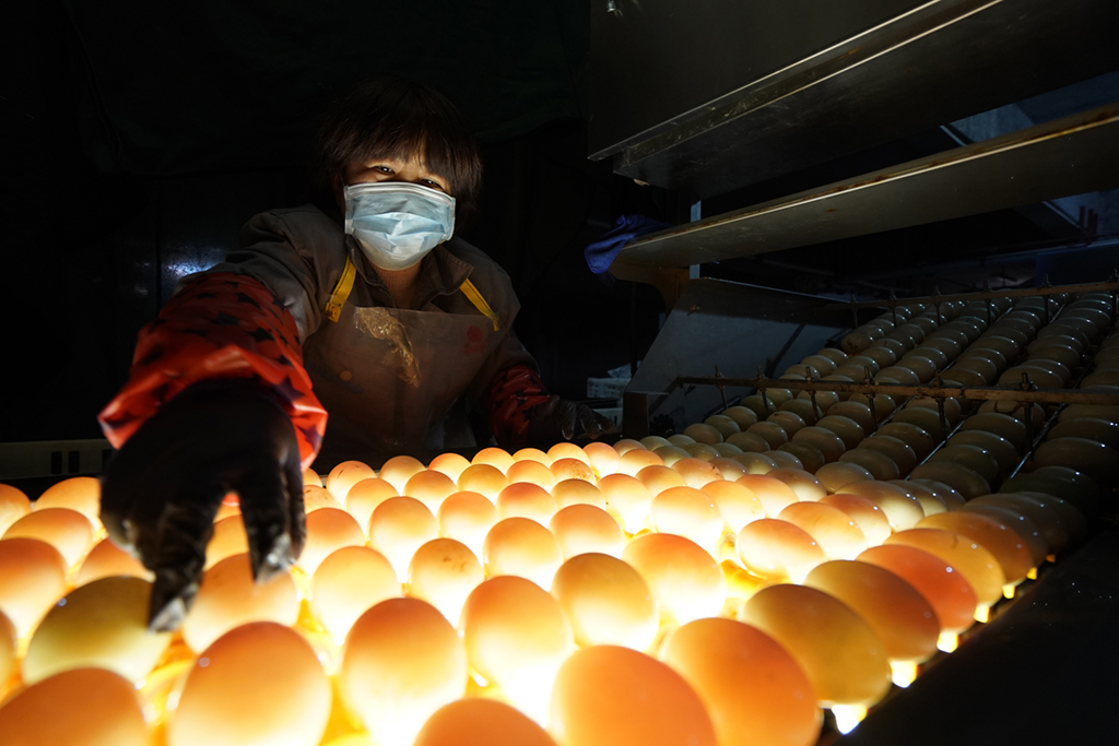 江苏高邮鸭集团的工作人员在生产流水线上对鸭蛋进行光检作业（2020年4月15日摄）。“高邮鸭蛋”是江苏高邮的特色农业名片。近年来，当地在良种繁育、生态养殖、产品加工等方面加大力度，推动高邮鸭蛋品牌化建设，让小鸭蛋成为带动农户致富的大产业。新华社记者 韩瑜庆 摄