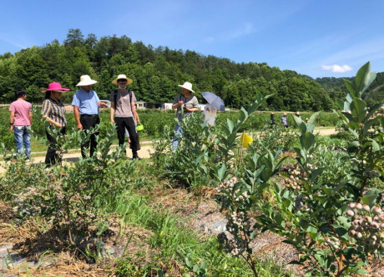 “智林工程”，支部党员与学院专家赴皖西大别山区助推精准脱贫.jpg