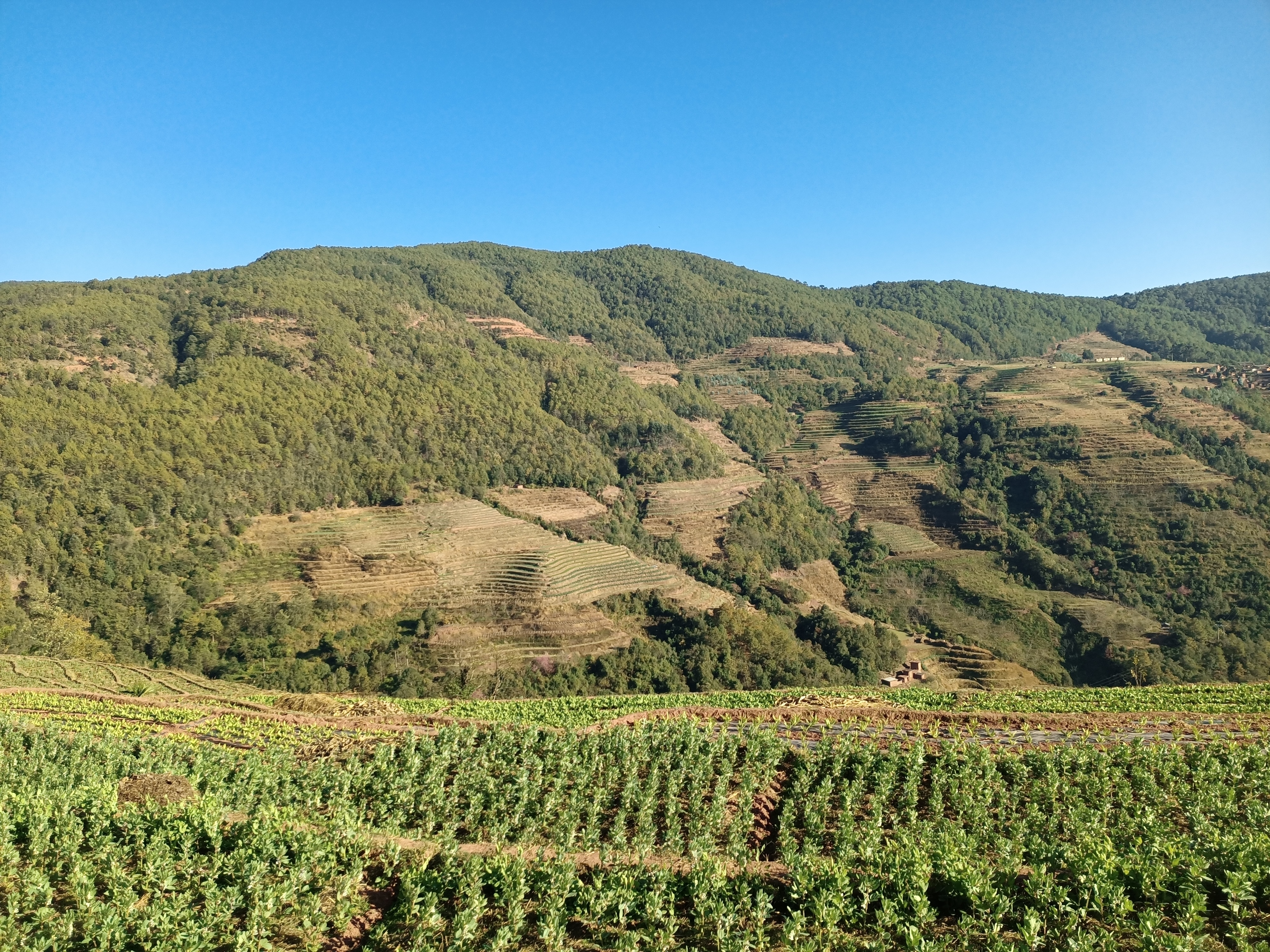 精准扶贫党支部到丫口小虎田村调研贡菜和草果种植情况