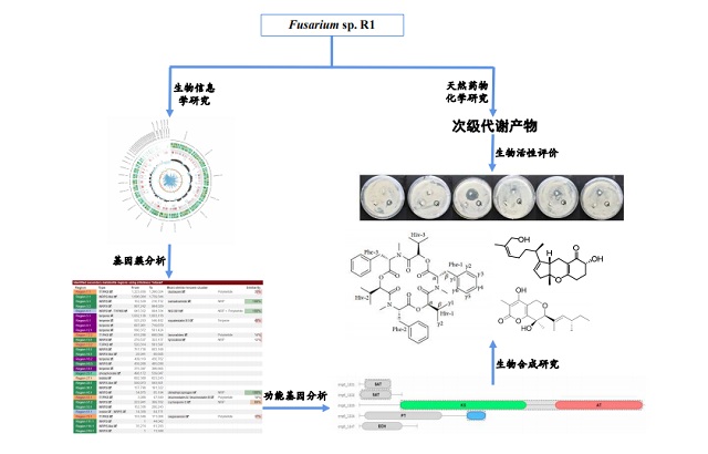 海洋药物团队在国际顶级期刊发表封面文章-镰刀菌株R1化学多样性研究技术路线.jpg