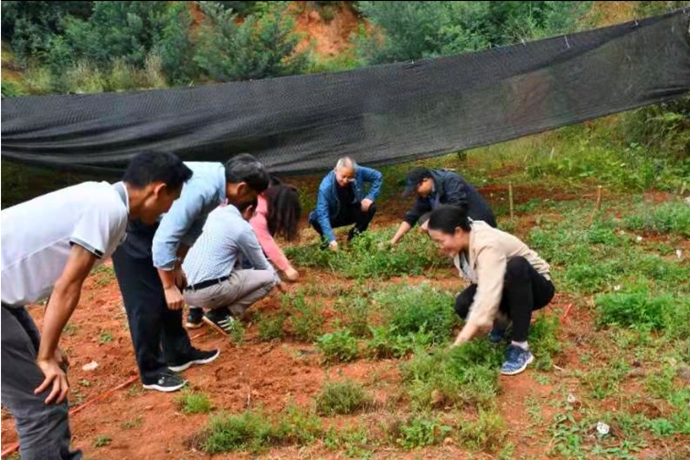 民族药种植基地建设4