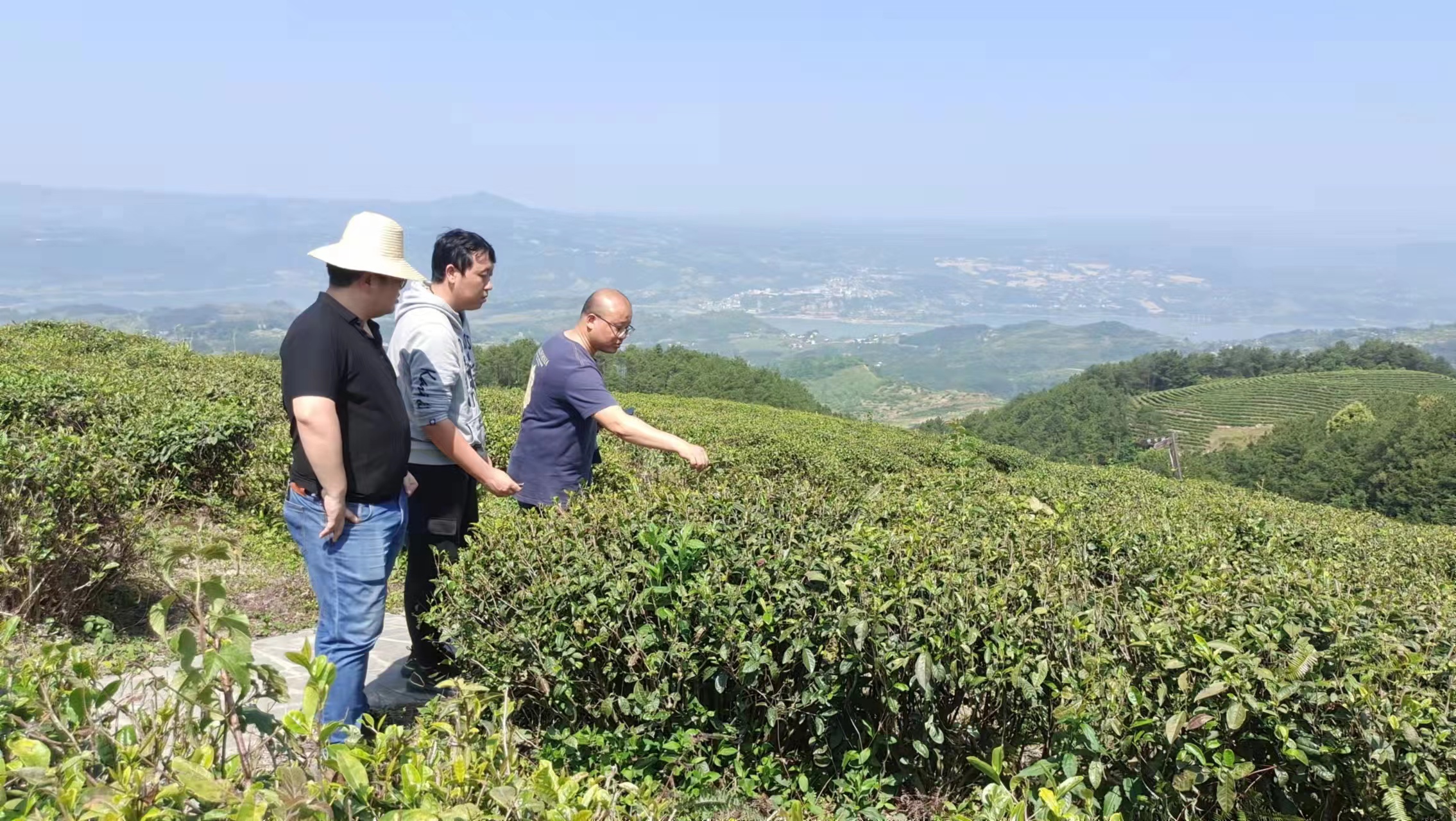 4月22日，李翔在新乡镇和燕山镇进行川小叶种茶树产业调研