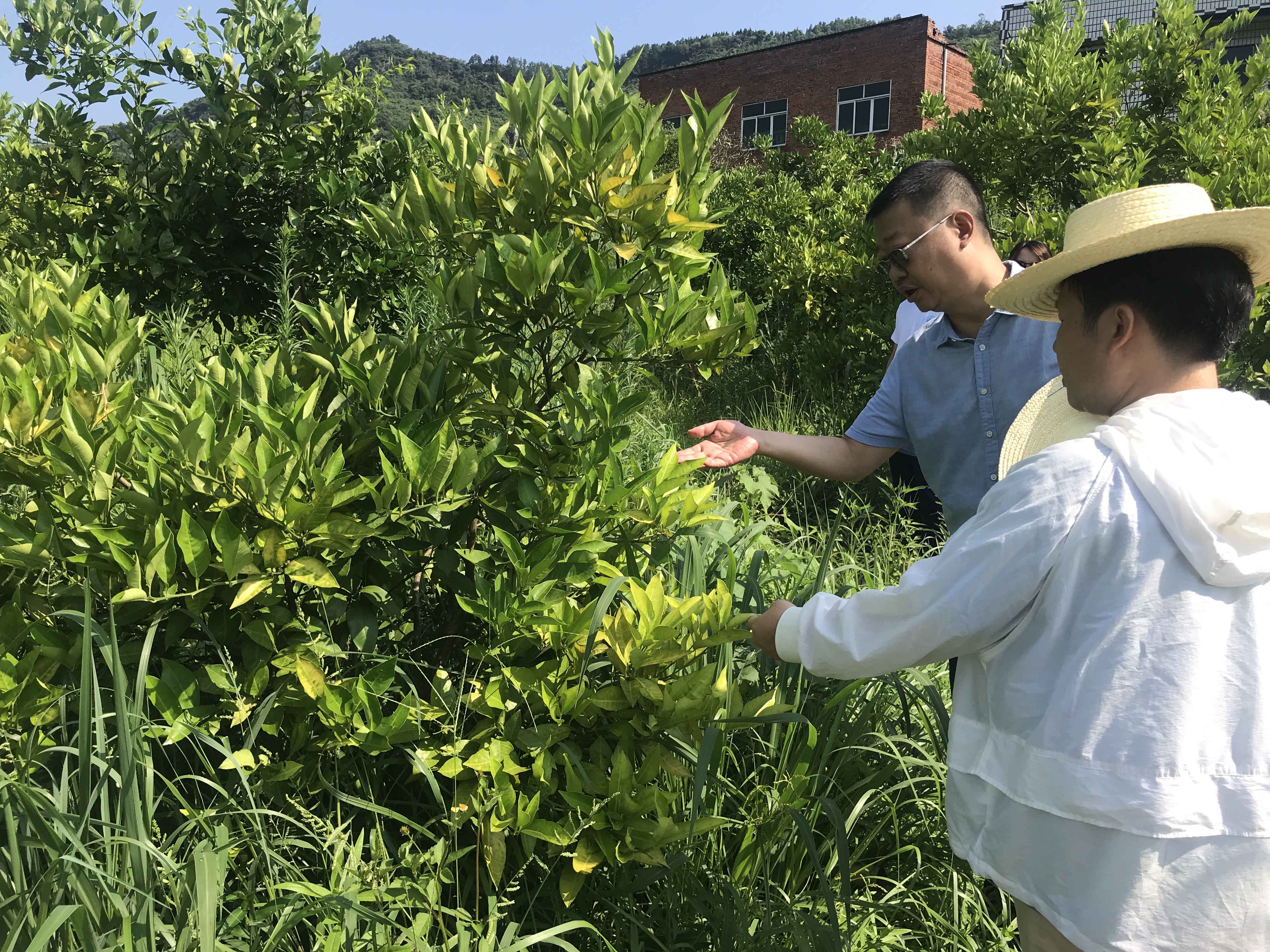 6月24日，王东、刘露开展柑橘、梨、桑葚、月季栽培管理技术指导