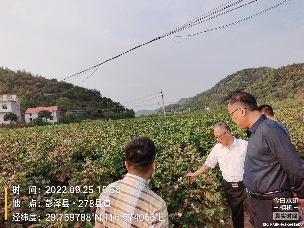 先后来到彭泽县黄岭乡、黄花镇、太泊湖农业综合开发区等多个水稻、棉花和稻虾共作生产基地。