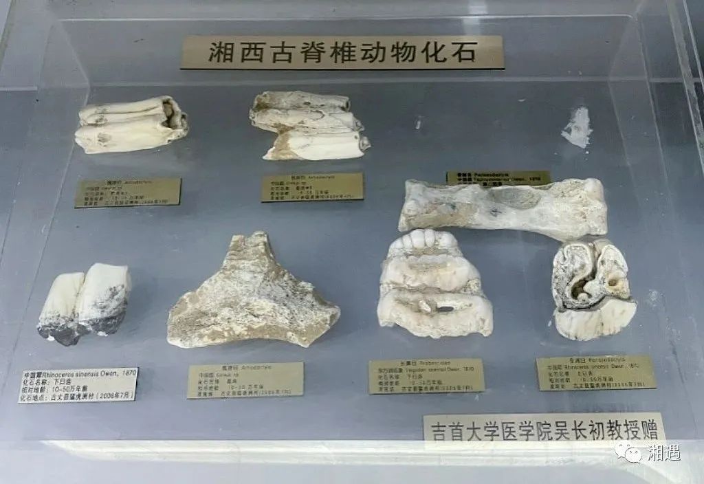 古脊椎动物化石.jpg