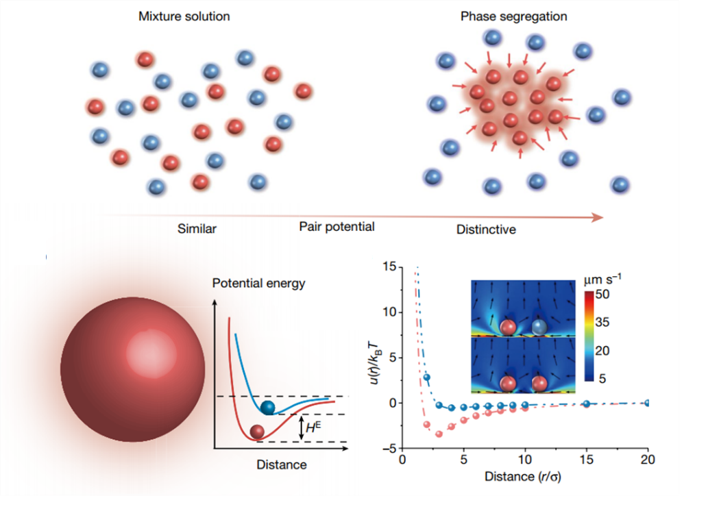 胶体相分离研究方面获重要进展 - 厦门大学化学化工学院电化学科学与