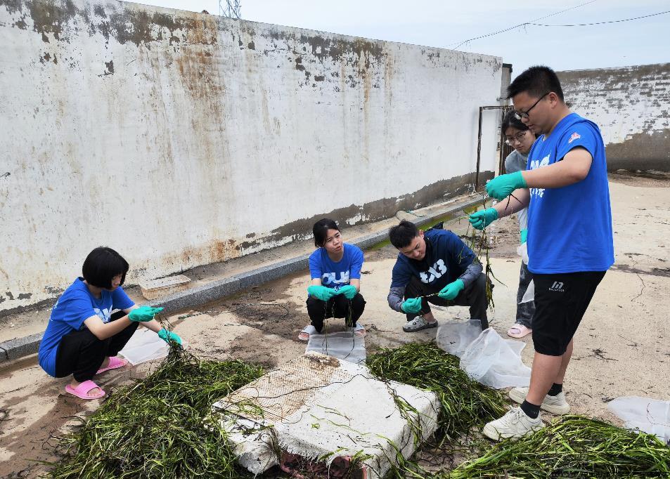 图11实践队员合作处理鳗草样品2.jpg