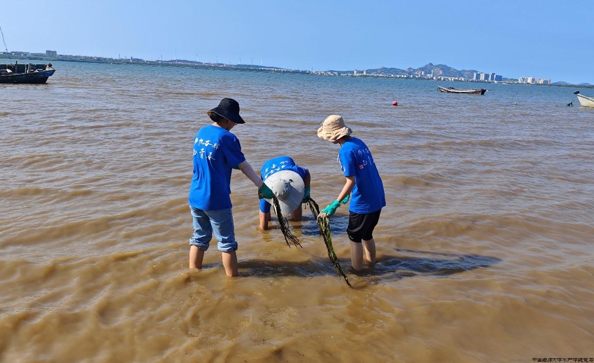 图12实践队员进行实地浅水海草修复.jpg