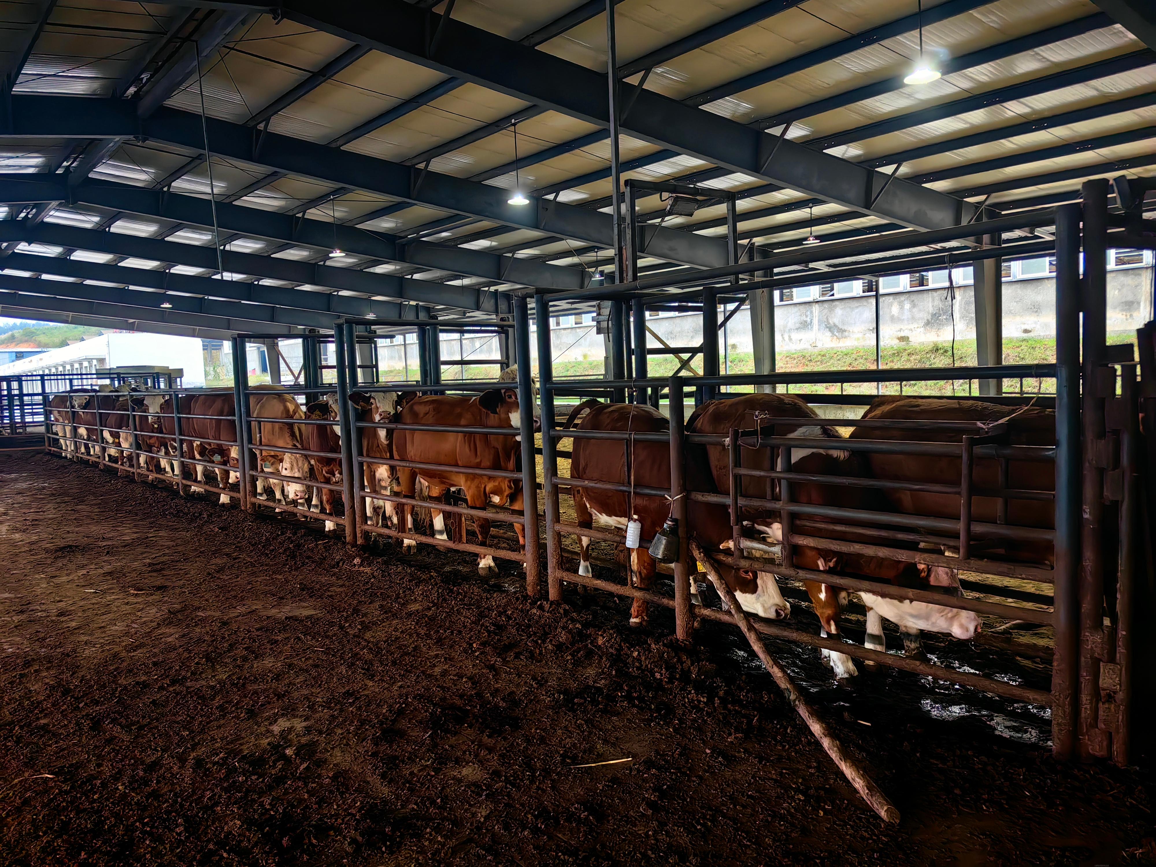 冲胚现场(二).jpg 冲胚现场(二).jpg