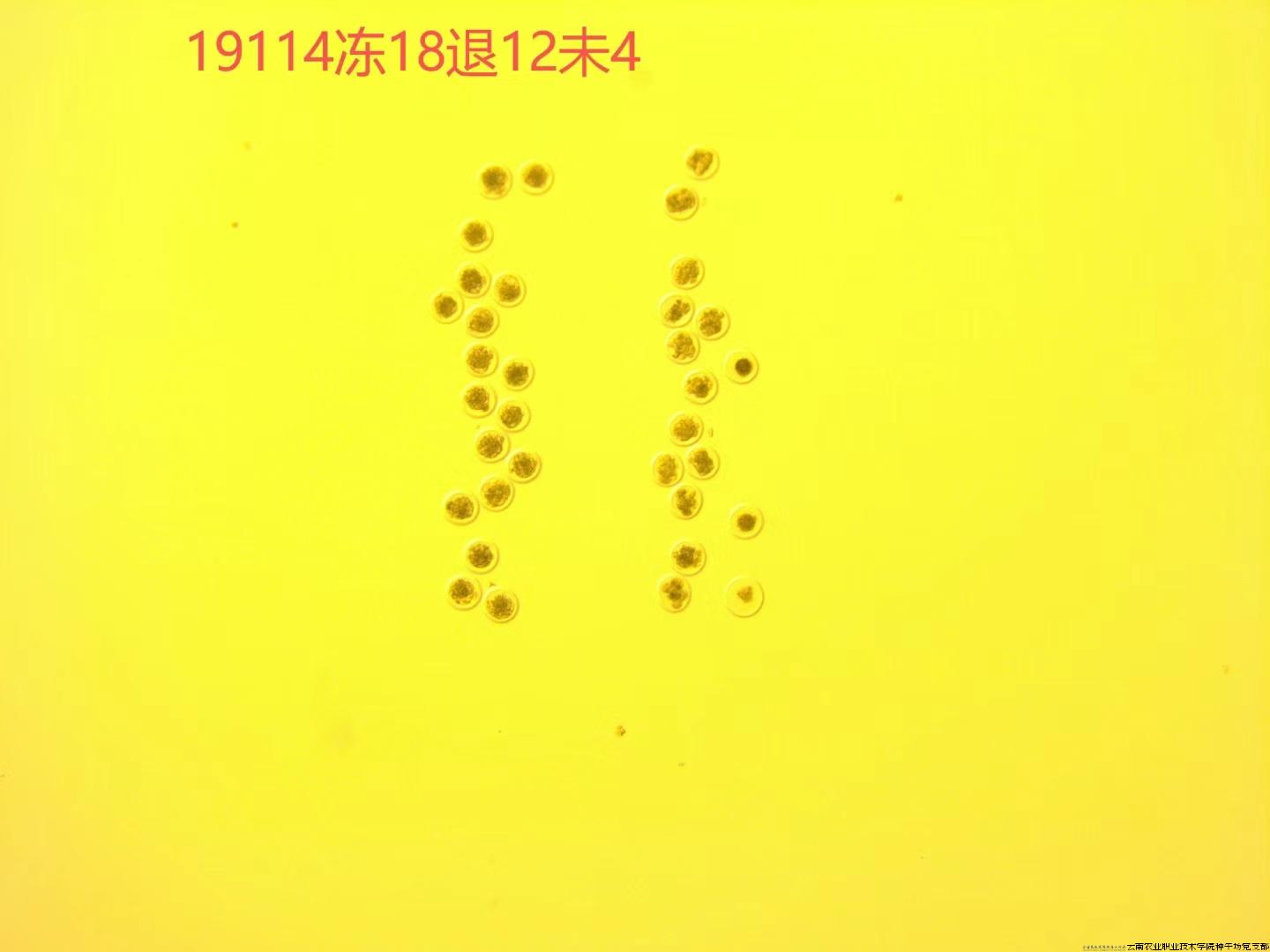 显微镜下的新鲜胚胎.jpg 显微镜下的新鲜胚胎.jpg