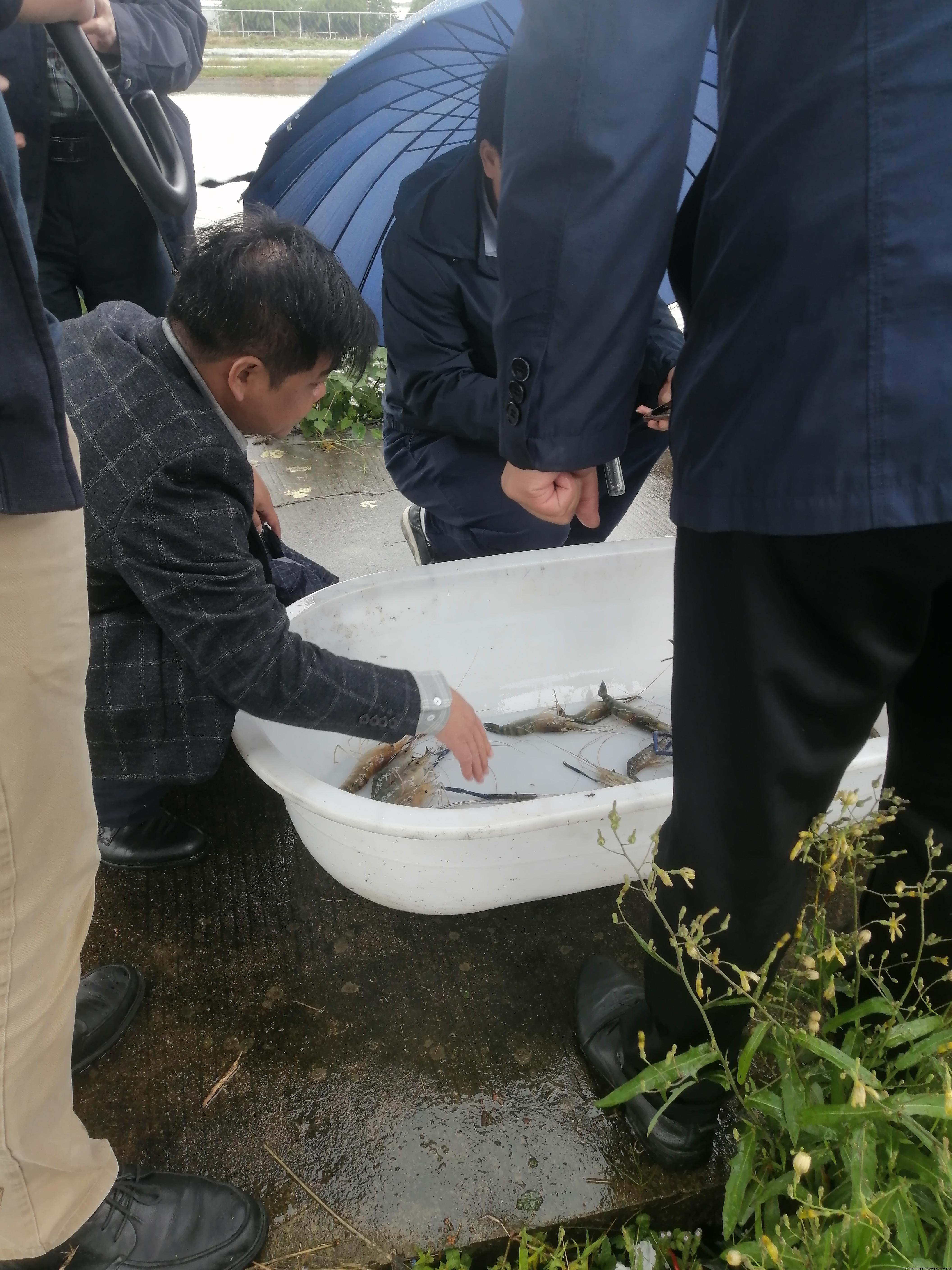 罗氏沼虾4